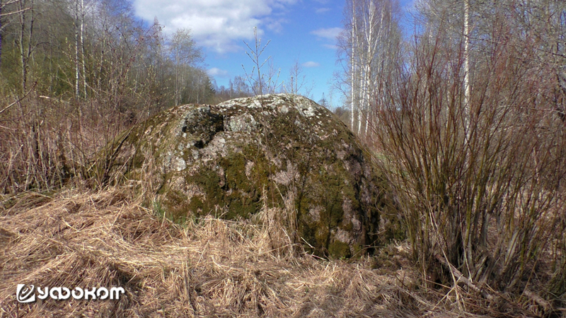 3-bizon.jpg